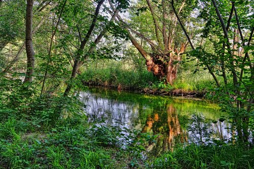 river  riparian zone  trees