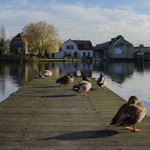 river  duck  scaffolding