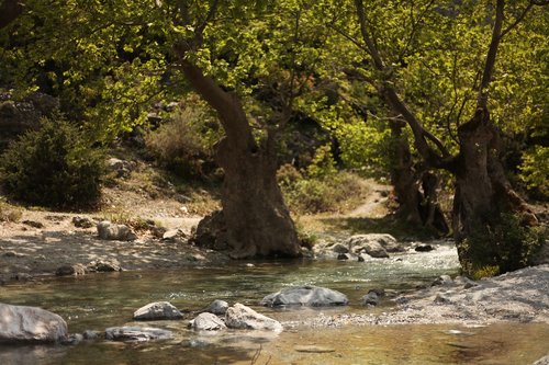 river  willow tree  nature