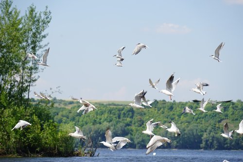 river  summer  island