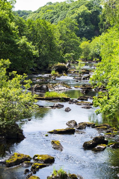 river water green