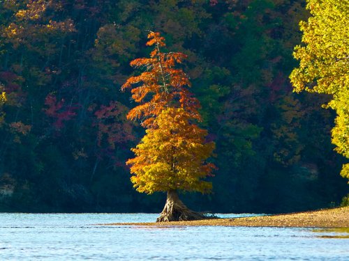 river  tree  autumn