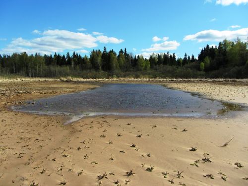 river forest water