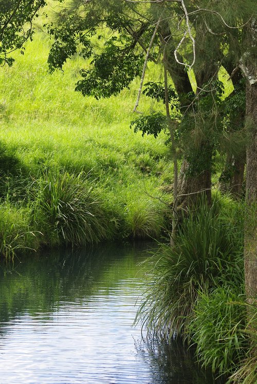 river  calm  trees