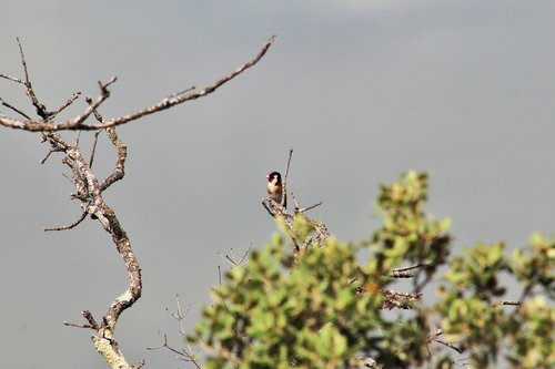 river  bird  goldfinch