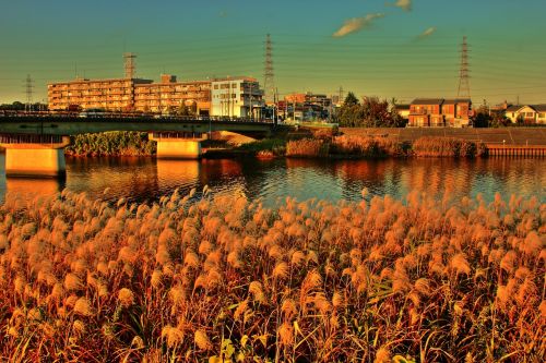 river reed sunset