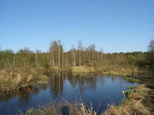 river pond trees