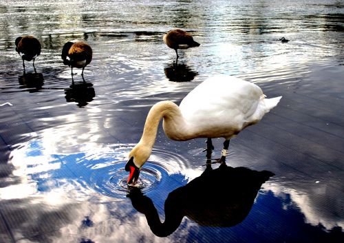 river water swan