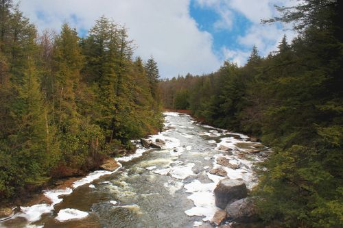 river pine trees