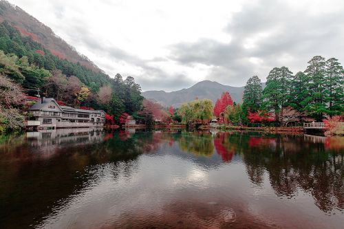 river water trees