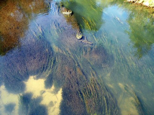 river algae seaweed river