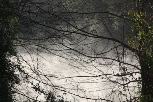 River Fog Through Trees