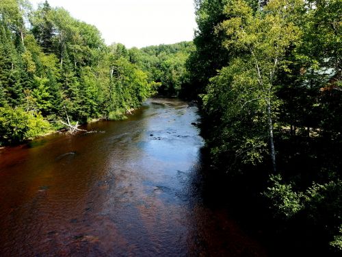 River In Forest