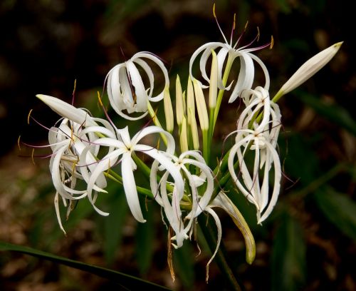 river lily swamp lily crinum pendunculatum