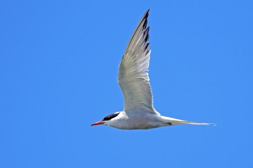 river tern tern birds