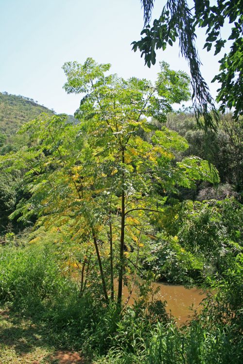 River With Trees On The Bank