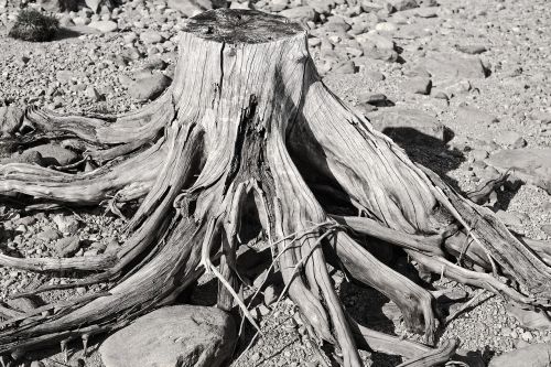 riverbank trees wood