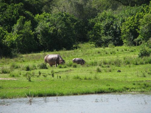 rivers greenery hippopotamus