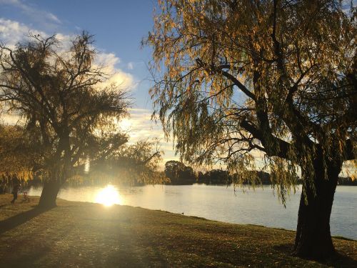 riverside sunset trees