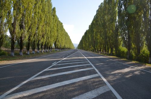 road track trees