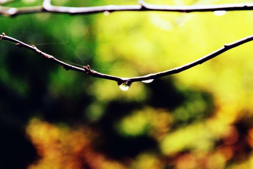 branch drop of water drip
