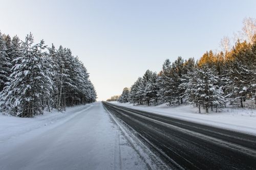 road forest pine