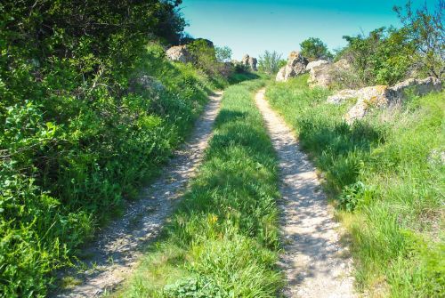 road forest nature