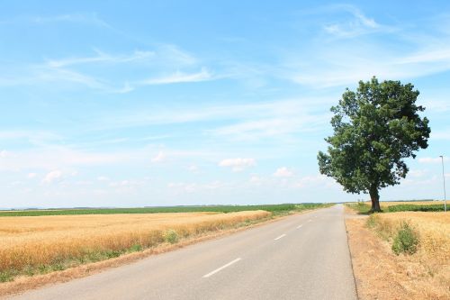 road wood nature