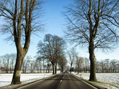 road tree lined avenue winter