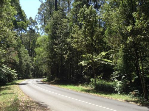 road forest australia