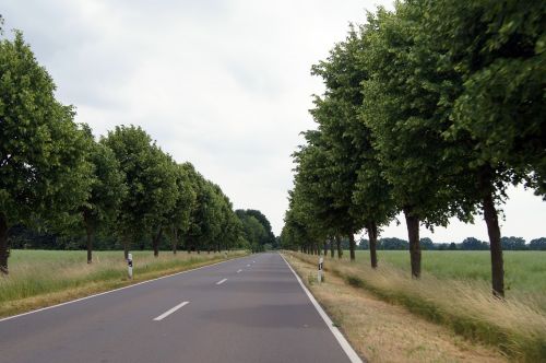 road avenue trees