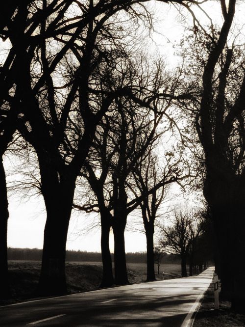 road tree lined avenue trees