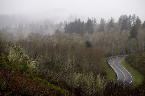 road fog forest