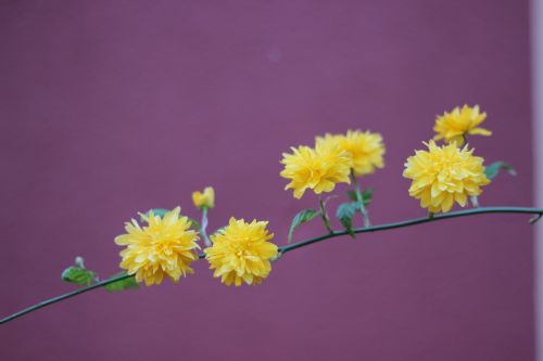 branch flowers garden