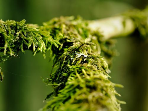 branch moss nature