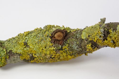 branch eye lichen