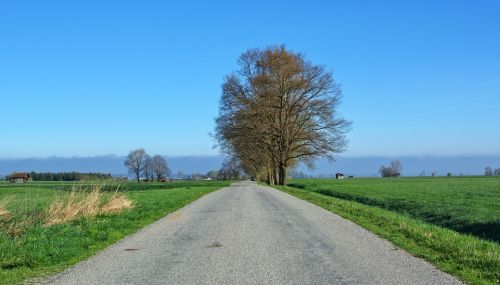 road away trees