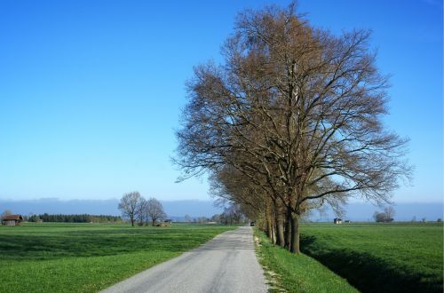 road away trees