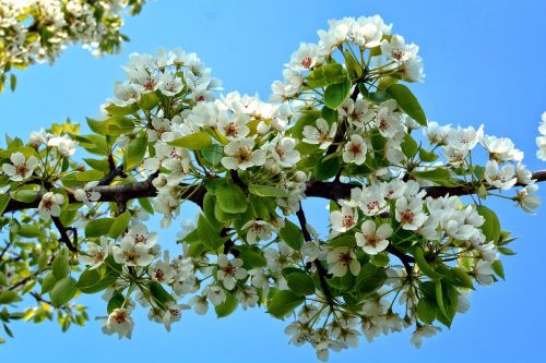 branch blossom bloom