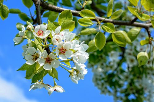 branch blossom bloom