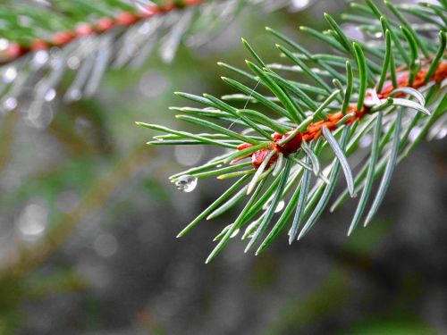 branch conifer drop of water
