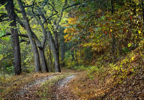 road path tree