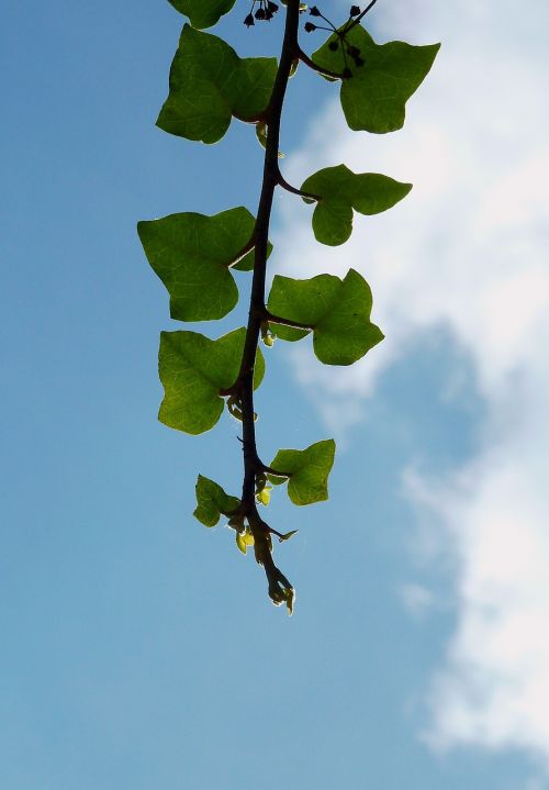 branch aesthetic tree