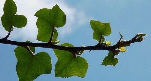 branch aesthetic tree