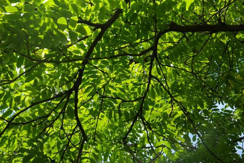 branch leaves green