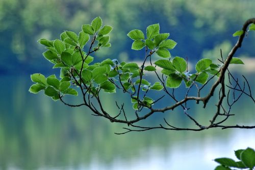 branch leaves spring