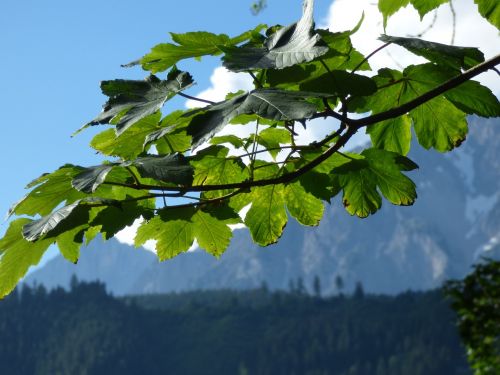 branch leaves aesthetic