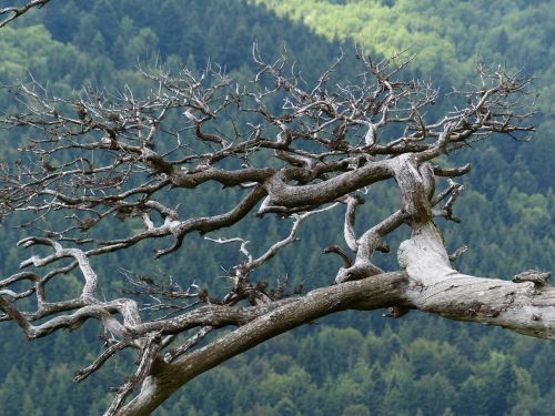 branch gnarled old