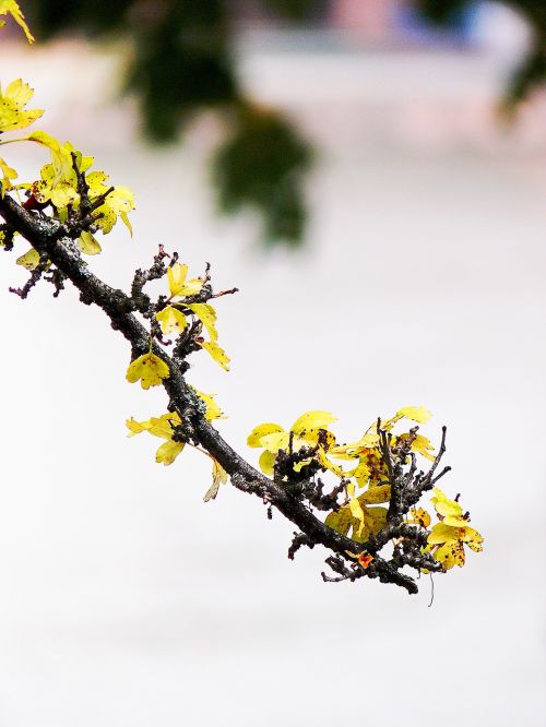 branch leaves tree