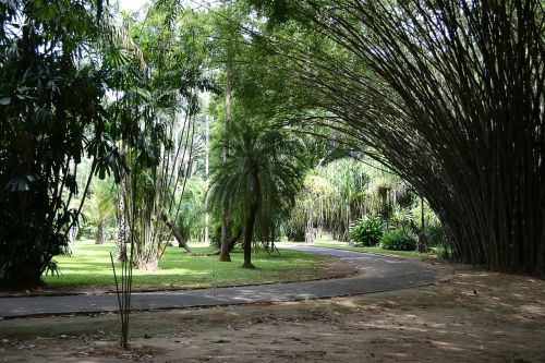 road bamboo bamboo tree